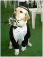 traje de gala 