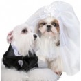 Trajes de novios